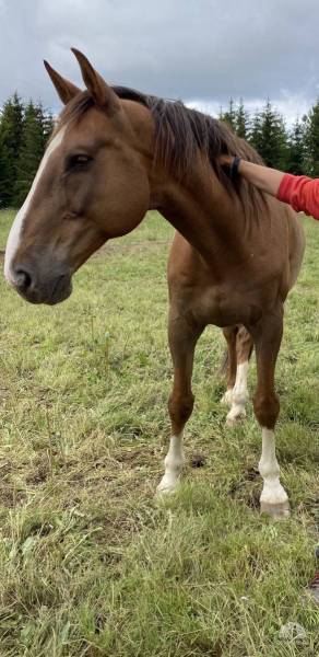 Pferde und Ponys