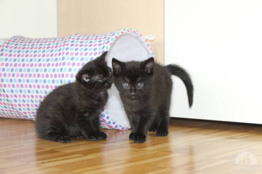Katzen Schweiz