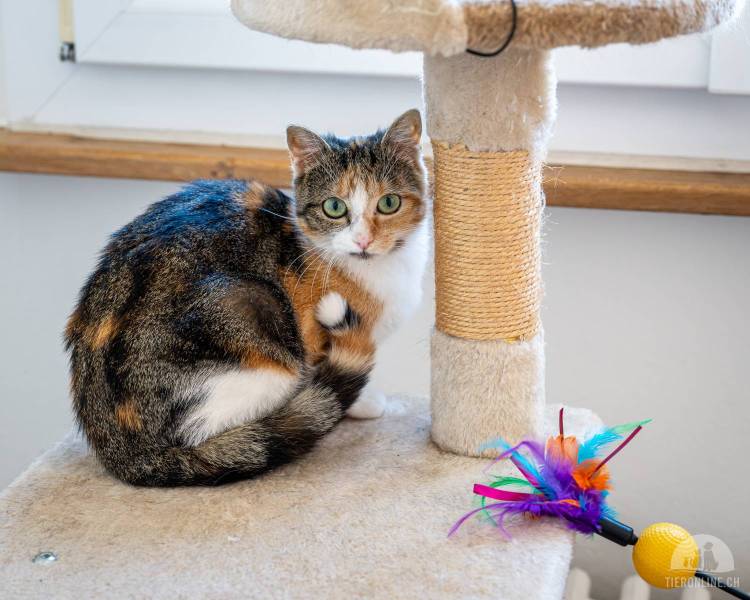 Katzen Schweiz