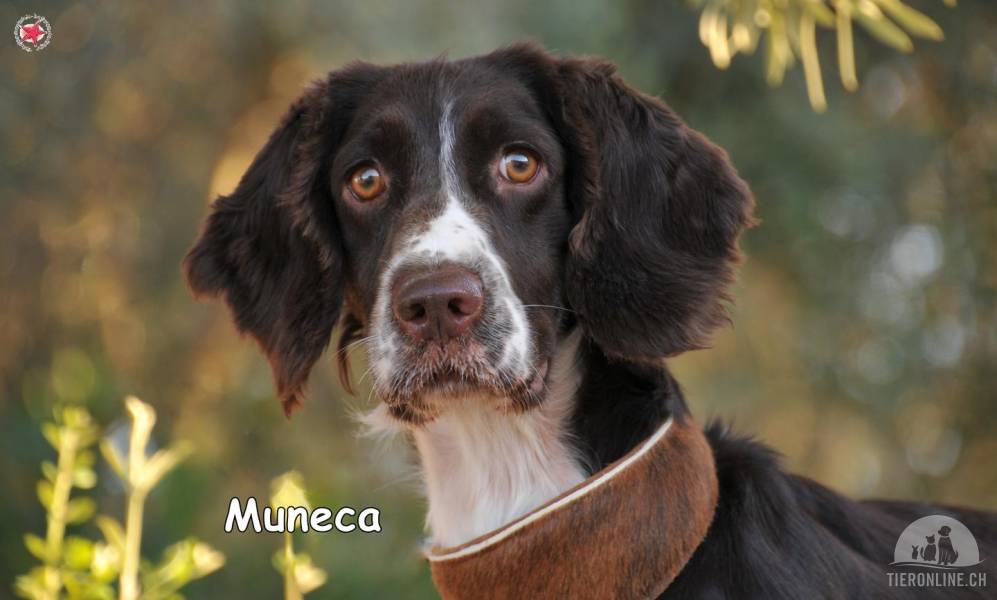Hunde Deutschland
