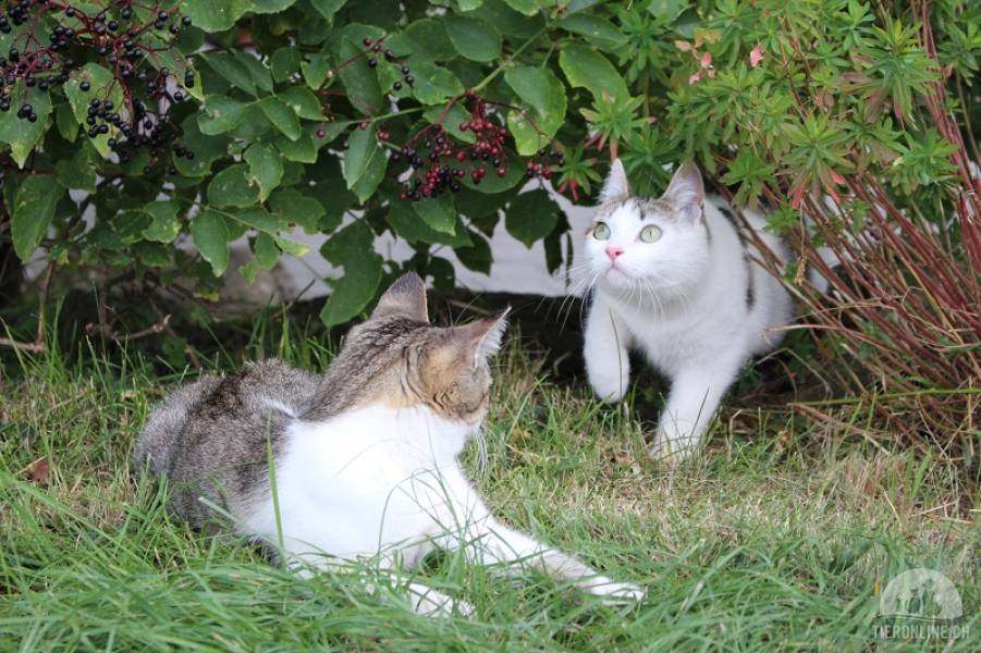 Katzen Schweiz