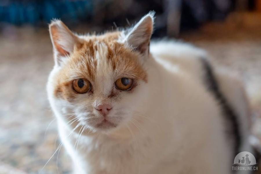 Katzen Schweiz