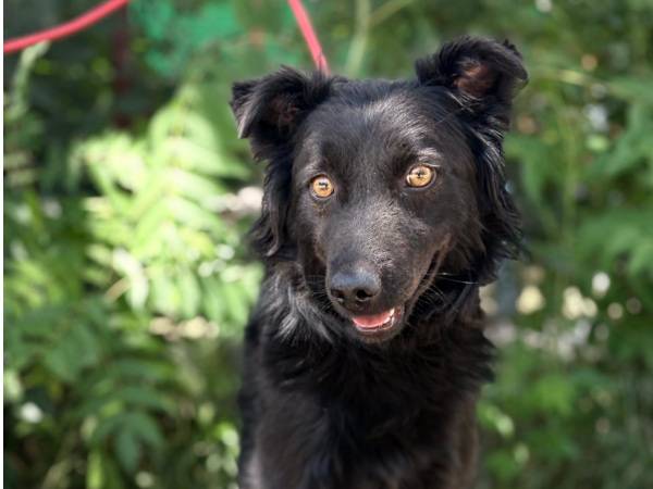 Killa, Mudi-Mix – Hund zur Adoption im Kanton Solothurn