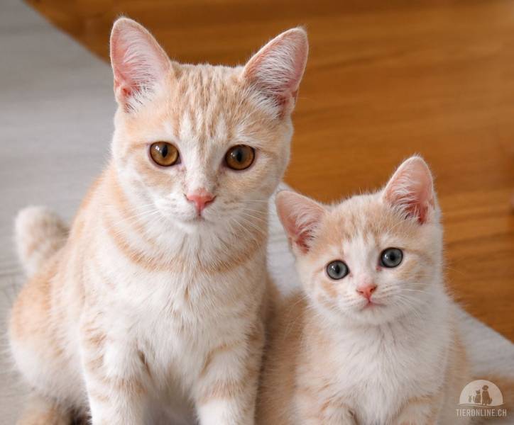 Katzen Schweiz