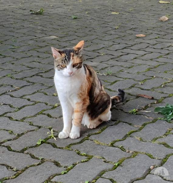 Katzen Schweiz