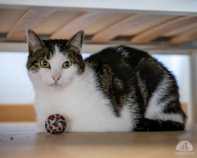 Katzen Schweiz