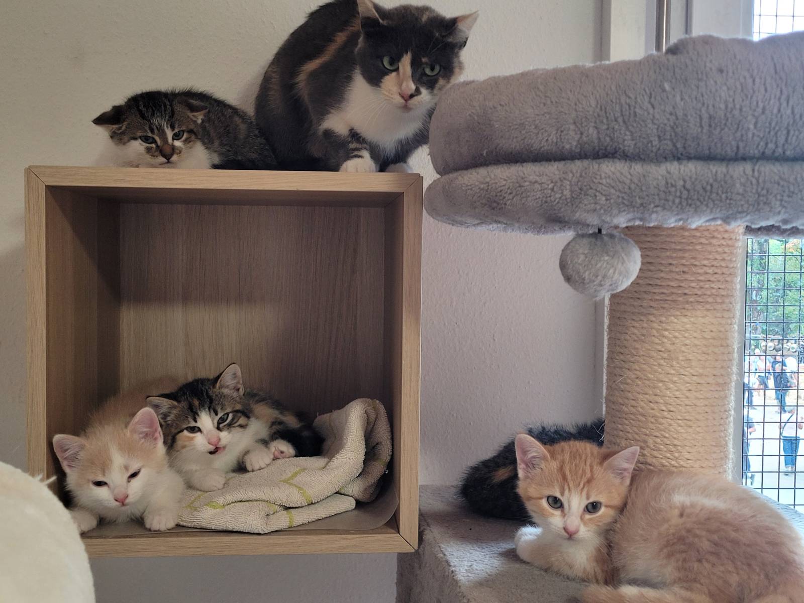 5 Kitten, Mischling – Katze zur Adoption in Nesslau (SG)