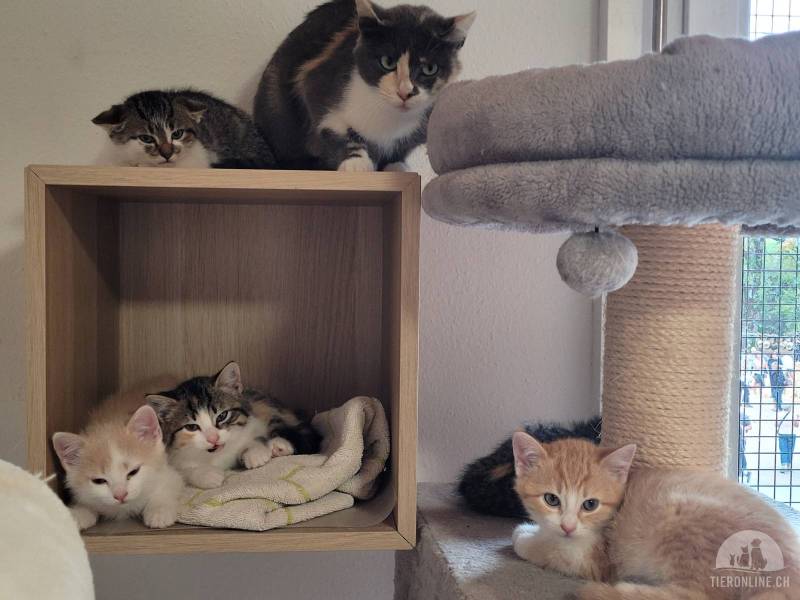 Katzen Schweiz