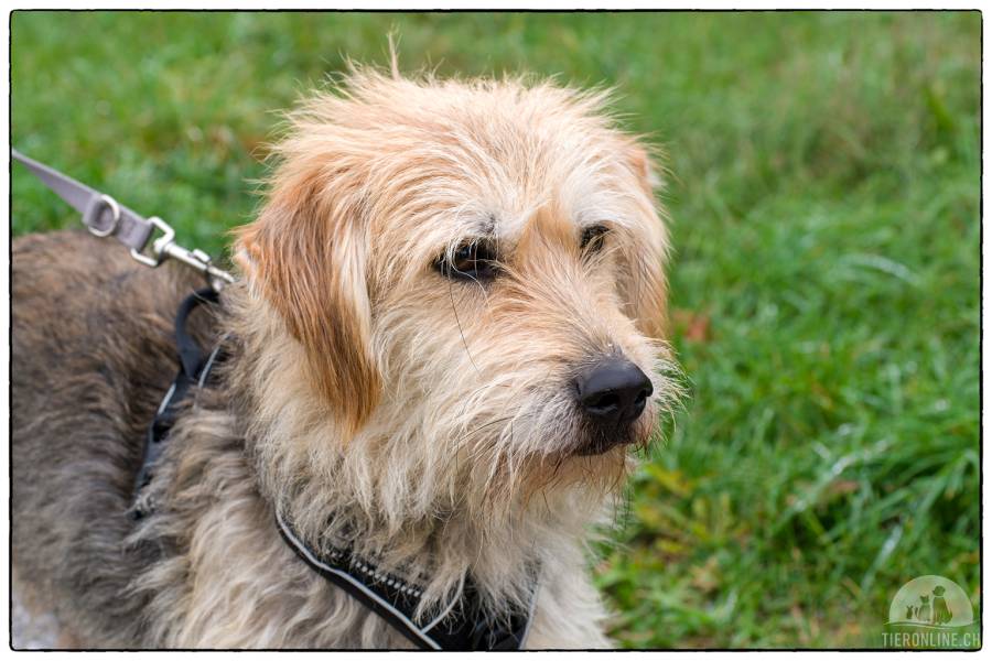 Hunde Schweiz