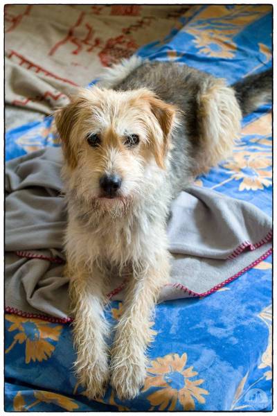 Hunde Schweiz