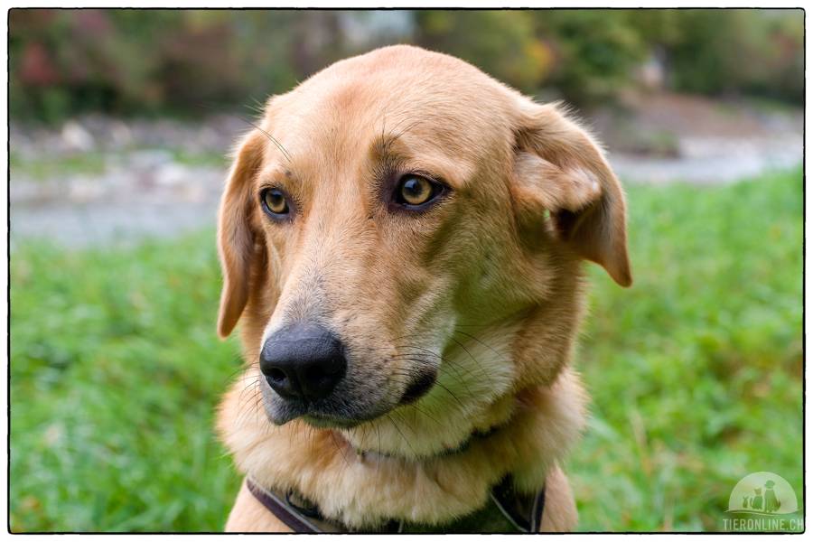 Hunde Schweiz
