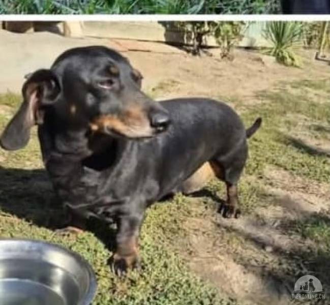 Hunde Ausland