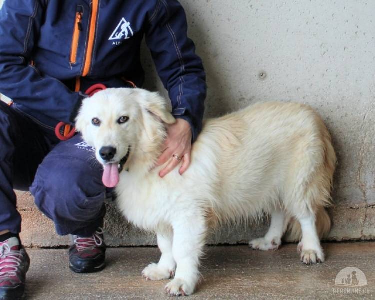 Hunde Ausland