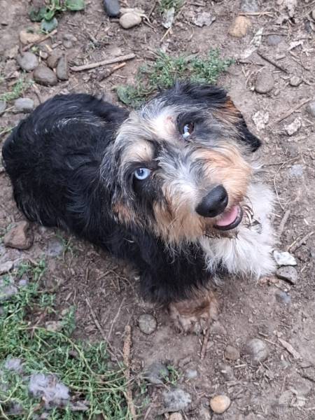 Hunde Ausland
