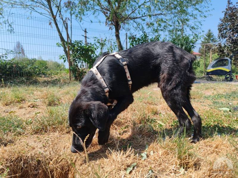 Hunde Ausland