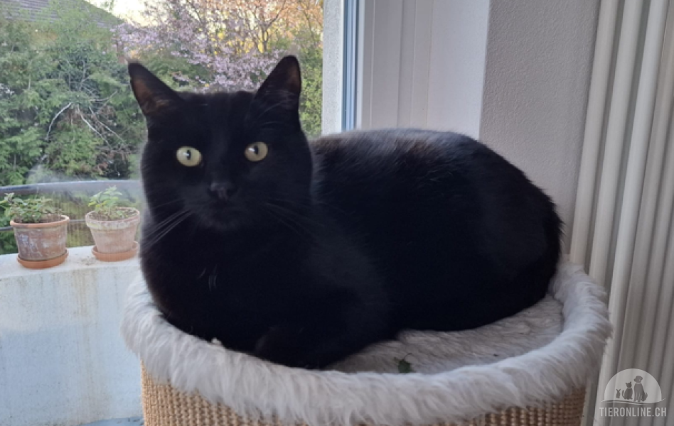 Katzen Schweiz