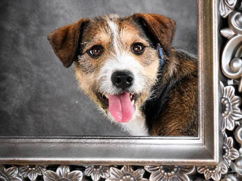 Hunde Ausland