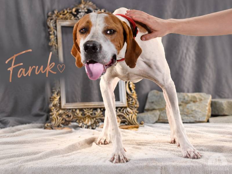 Hunde Ausland