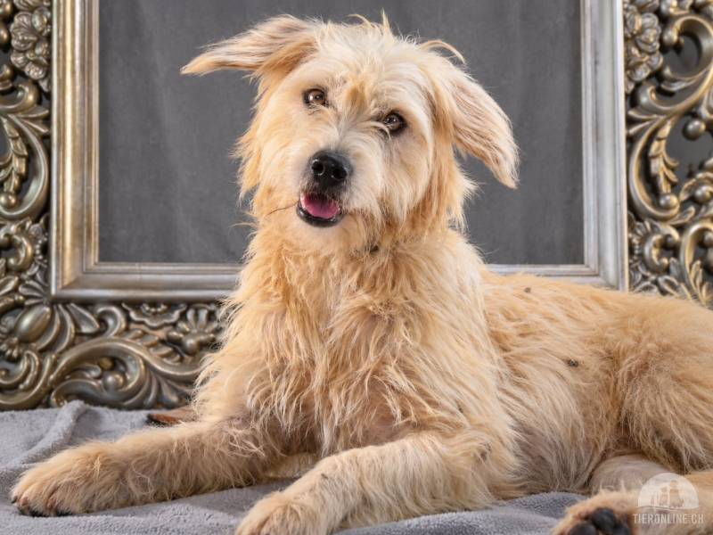 Hunde Ausland