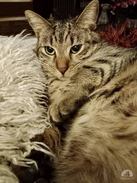 Katzen Ausland