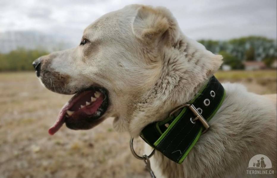Hunde Ausland