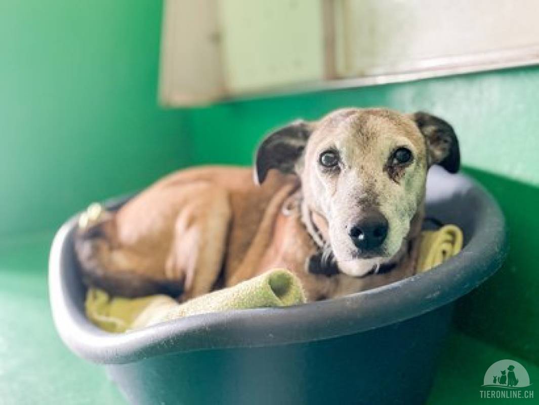 Die süße, kleine Ginette wurde mit ihren ungefähr 12 Jahren einfach ausgesetzt