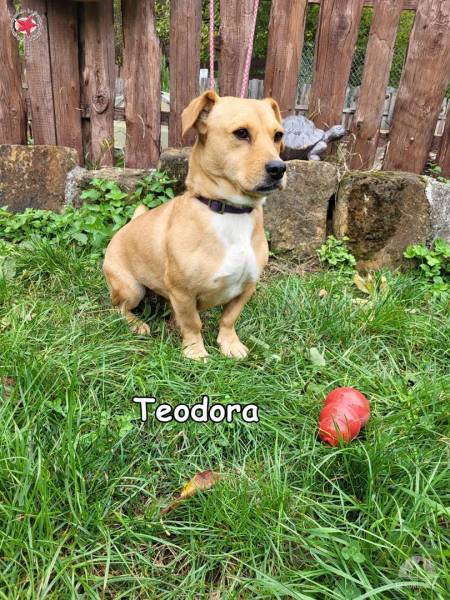Hunde Deutschland