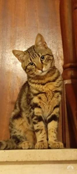 Katzen Ausland