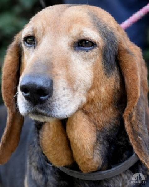 Hunde Ausland