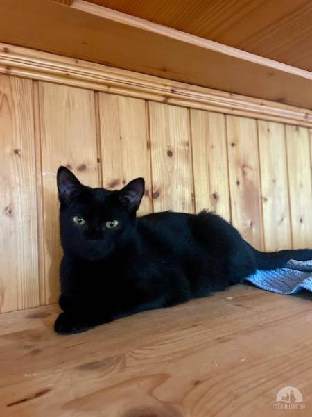 Katzen Schweiz
