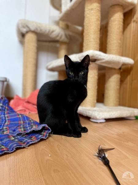 Katzen Schweiz