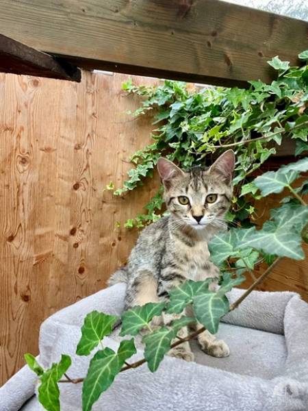 Katzen Schweiz