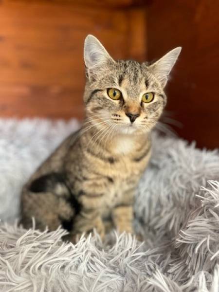 Manon möchte aus dem Tierheim ausziehen
