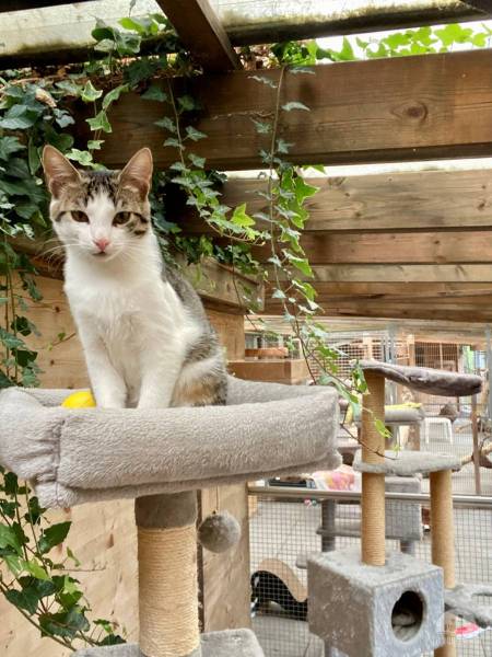 Katzen Schweiz
