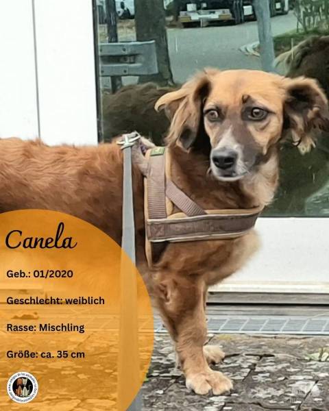 Hunde Deutschland