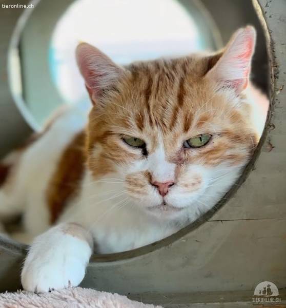 Katzen Ausland