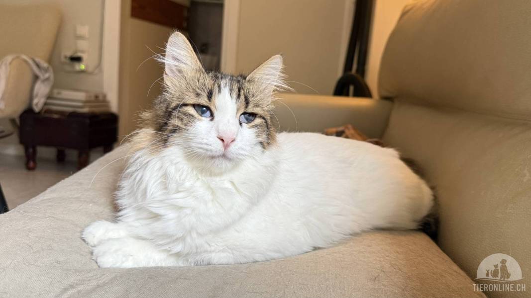Katzen Ausland