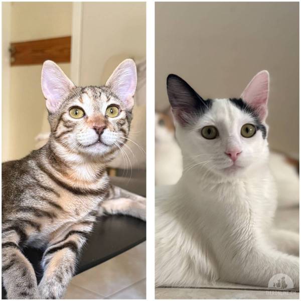 Katzen Ausland