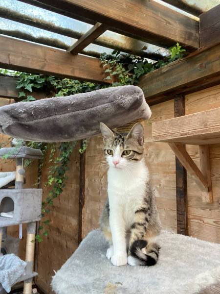 Katzen Schweiz