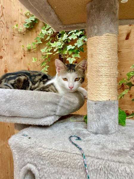 Katzen Schweiz