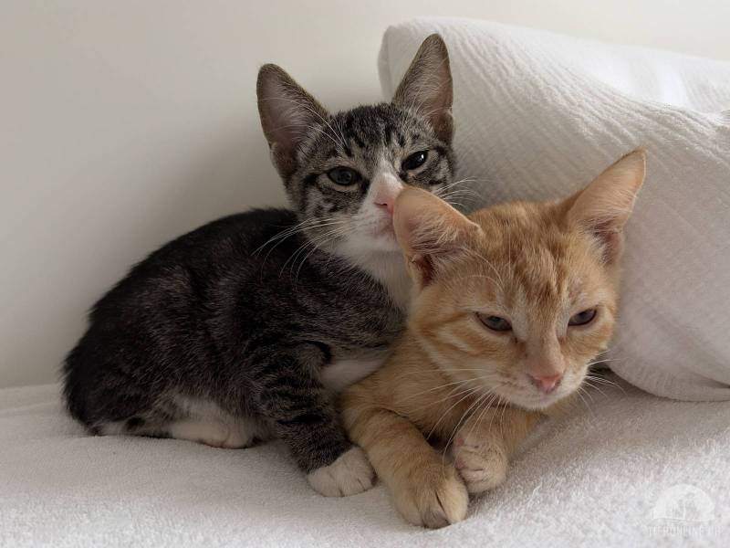 Katzen Schweiz