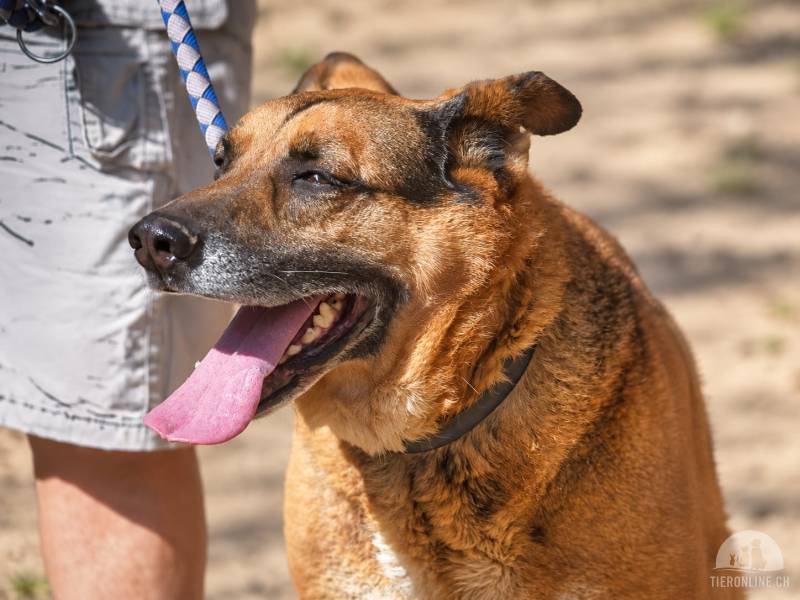 Hunde Ausland
