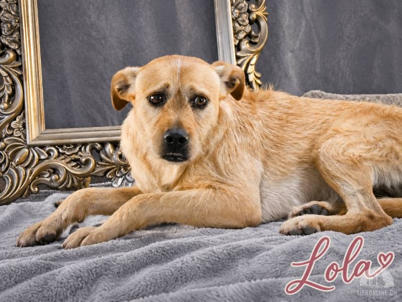 Lola – sucht ein kuscheliges Zuhause