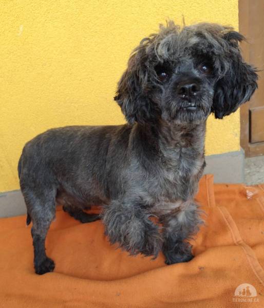Hunde Ausland