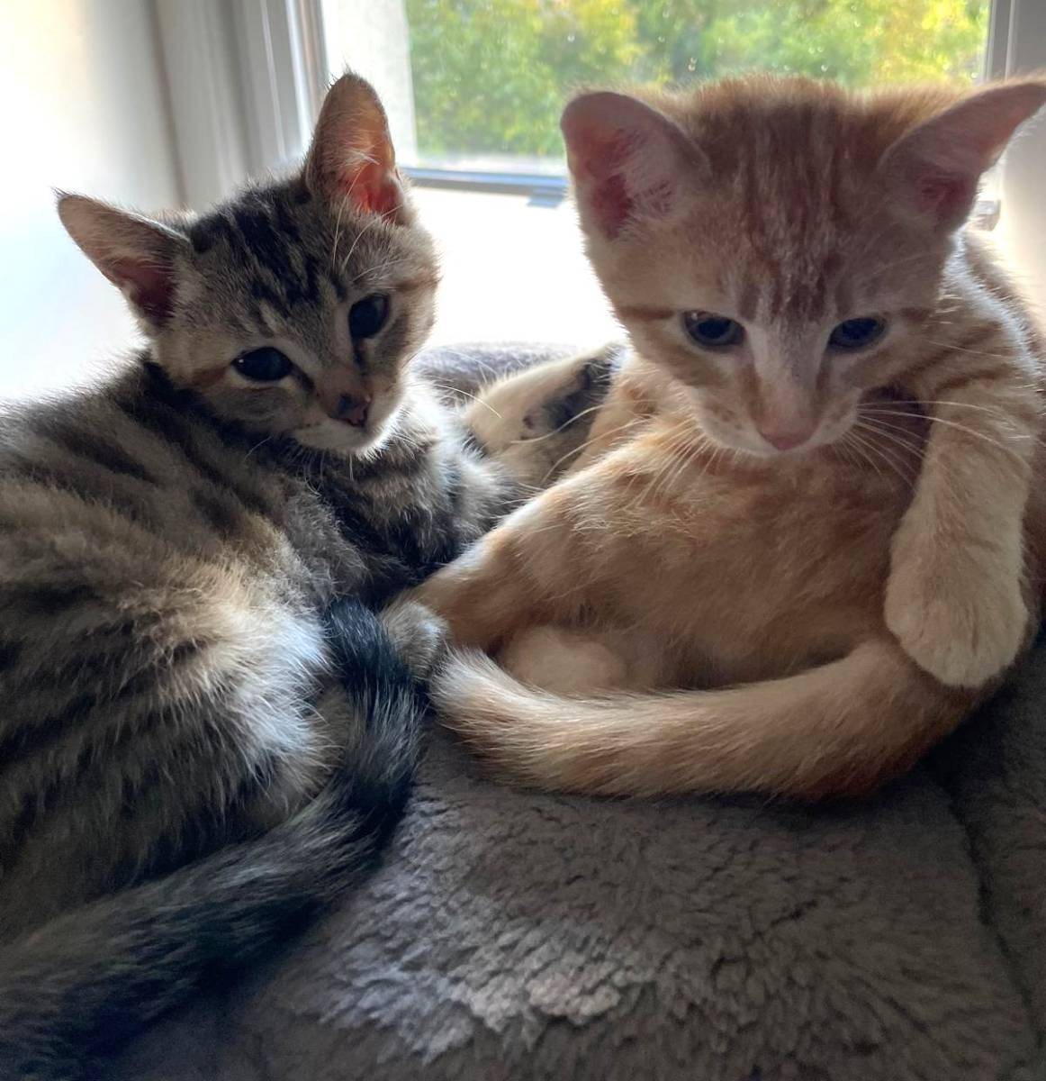 Lea & Lou, EHK – Katze zur Adoption in Volketswil (ZH)