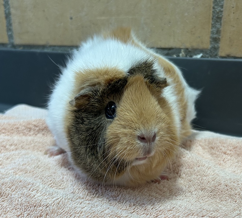 Baileys, Rosette – Kleintier zur Adoption in Volketswil (ZH)