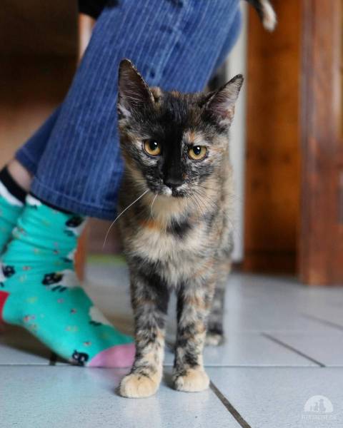 Katzen Ausland