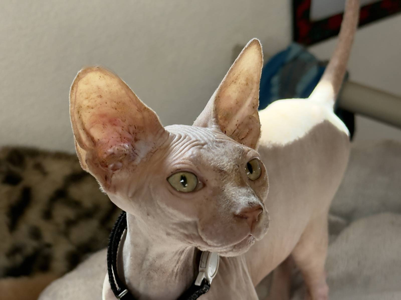 Diamond, Sphynx – Katze zur Adoption in Novaggio (TI)