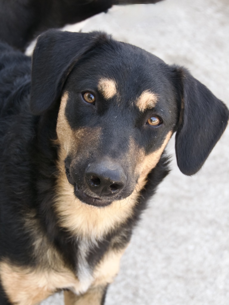 Karlie, Mischling – Hund zur Adoption in Purasca (TI)