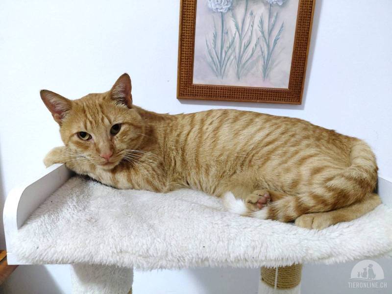 Katzen Ausland